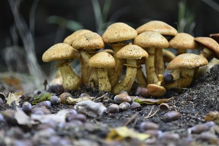 Paddenstoelenseizoen is volop bezig