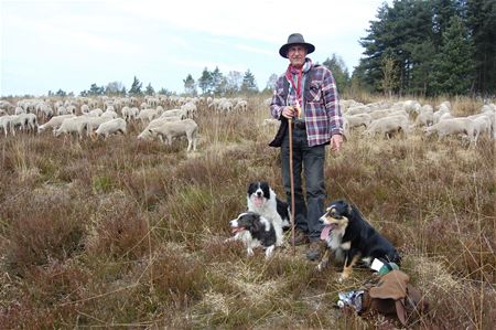 Paul Reynders is herder op Mechelse Heide