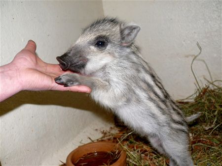 Piepjong everzwijnbiggetje in VZOC