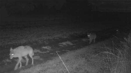 'Probleemwolf mag uit natuur verwijderd worden'