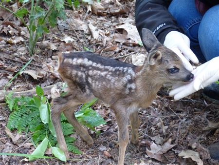 Raak een 'bambi' nooit aan