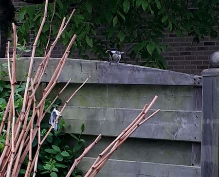 Redt de koolmees de buxus?