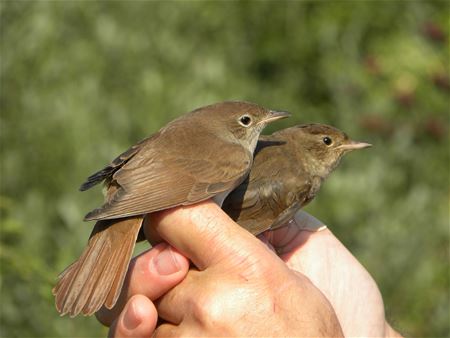 Ringen van trekvogels is weer gestart