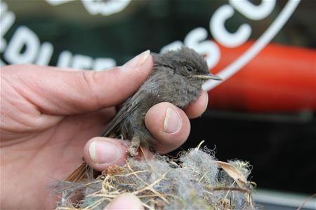Roodstaartje bevrijd uit zijn nest
