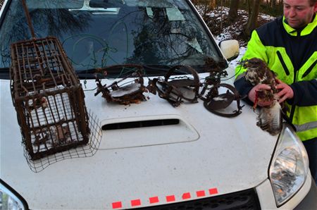 Roofvogels in klemmen in jachtgebied