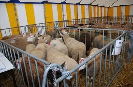 RvS: totaalverbod onverdoofd slachten kan niet