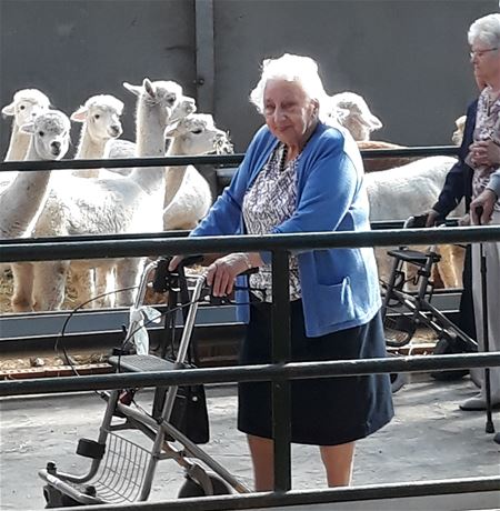 Samana-Berkenbos bij de alpaca's