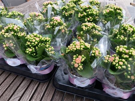 Samana Eversel bezorgt leden een bloemetje