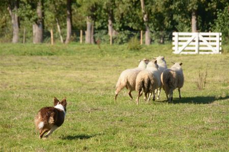 Schapendrijven is samenspel tussen mens en dieren