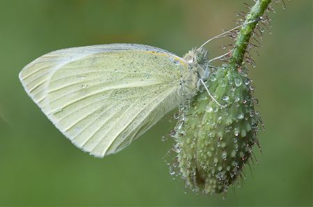 Schuilen voor de regen