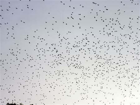 Slaan the Birds toe in de Ghoosstraat?