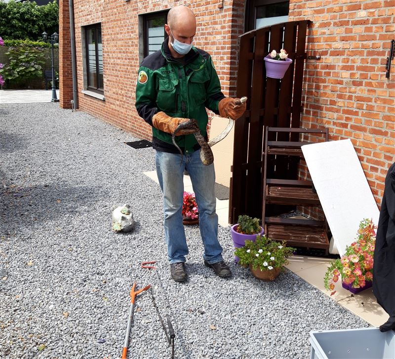 Slang duikt op bij huis in de Laambroekstraat