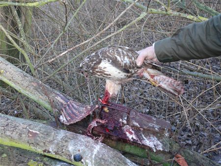 Steeds meer roofvogels worden gedood