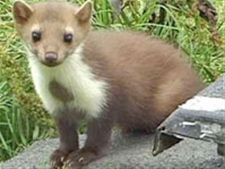 Steenmarter veroorzaakte stroompanne