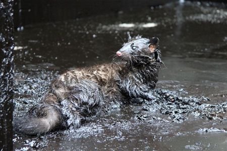 Steenmarter zat vast in bitumen