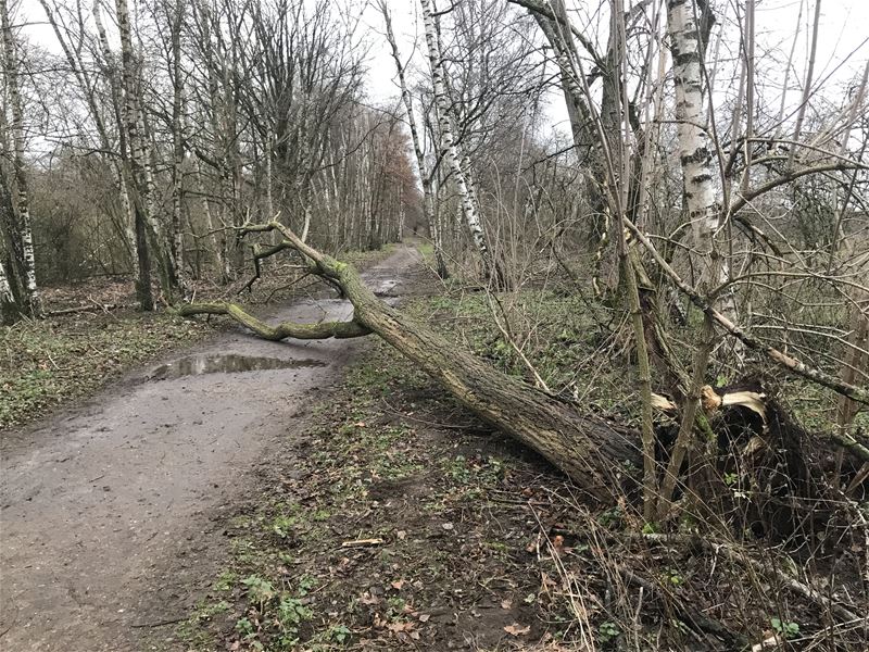 Stormschade blijft beperkt