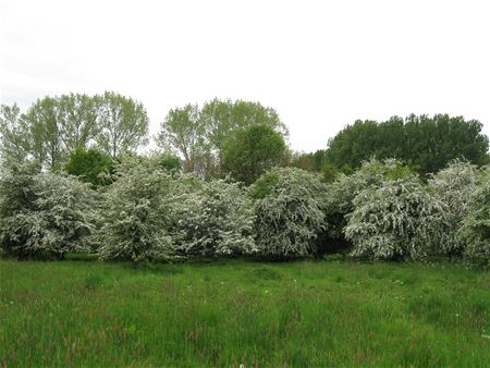 Streekeigen planten voor de tuin