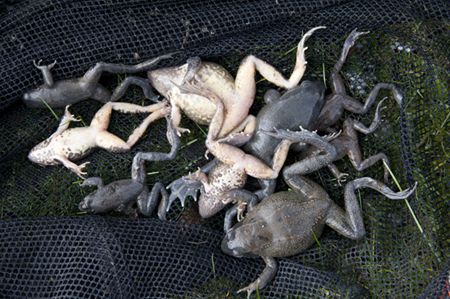 Strenge winter een ramp voor de kikkers?