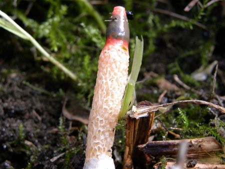 't Is niet wat je denkt ...