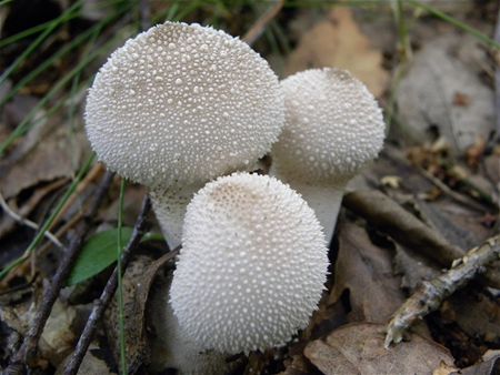 't Is paddenstoelentijd (1)