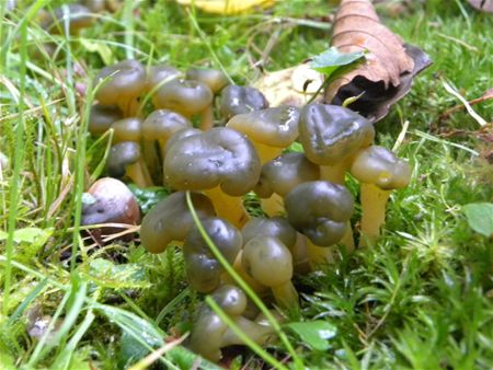 't Is paddenstoelentijd (10)