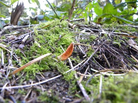 't Is paddenstoelentijd (10)