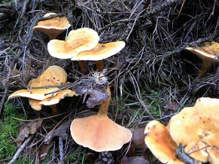 't Is paddenstoelentijd (10)