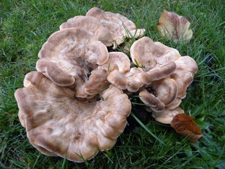 't Is paddenstoelentijd (11)