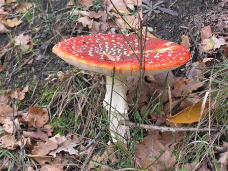 't Is paddenstoelentijd (11)