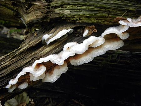 't Is paddenstoelentijd (12)