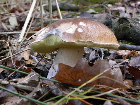 't Is paddenstoelentijd (12)