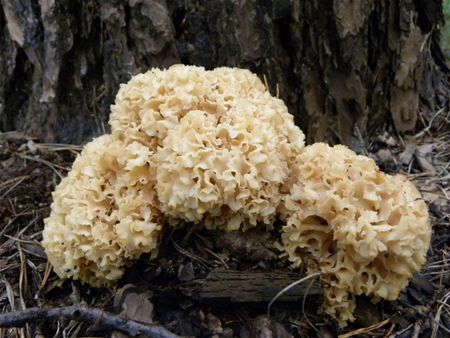 't Is paddenstoelentijd (13)