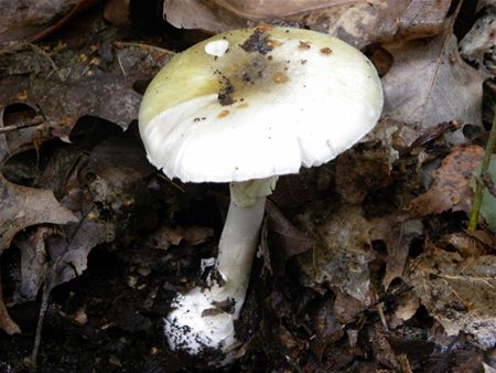 't Is paddenstoelentijd (14)