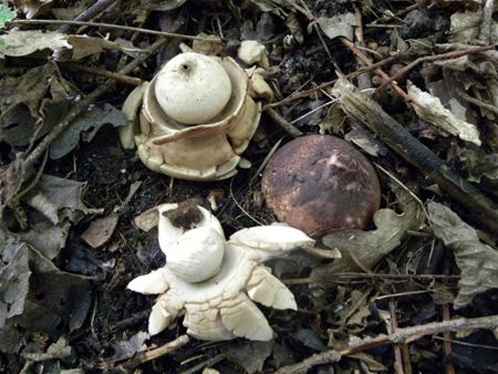 't Is paddenstoelentijd (15)