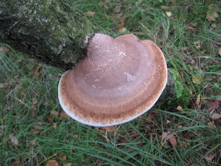 't Is paddenstoelentijd (16)