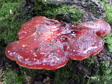 't Is paddenstoelentijd (17)