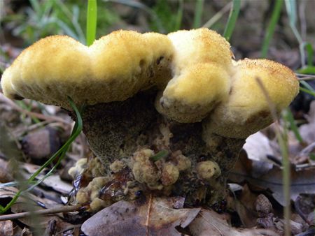 't Is paddenstoelentijd (18)