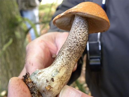 't Is paddenstoelentijd (19)