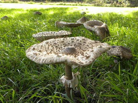 't Is paddenstoelentijd (19)