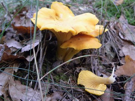 't Is paddenstoelentijd (2)