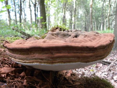 't Is paddenstoelentijd (4)