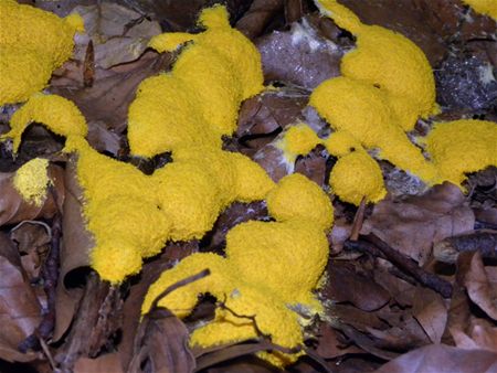 't Is paddenstoelentijd (4)