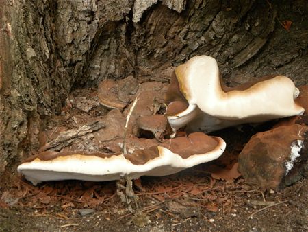 't Is paddenstoelentijd (5)