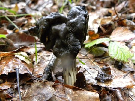 't Is paddenstoelentijd (6)