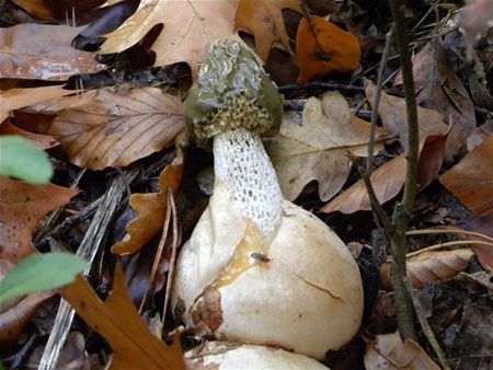 't Is paddenstoelentijd (6)