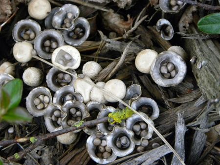 't Is paddenstoelentijd (8)