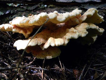 't Is paddenstoelentijd (9)