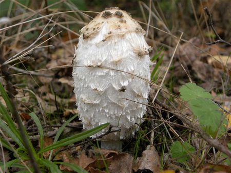 't Is paddenstoelentijd (9)