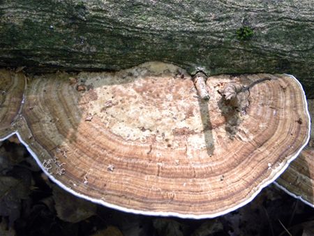 't Is paddenstoelentijd (slot)