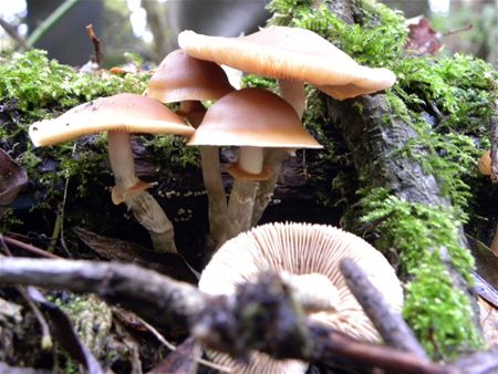 't Is paddenstoelentijd (slot)